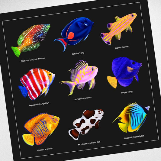 Rare Reef Fish Canvas Wall Art