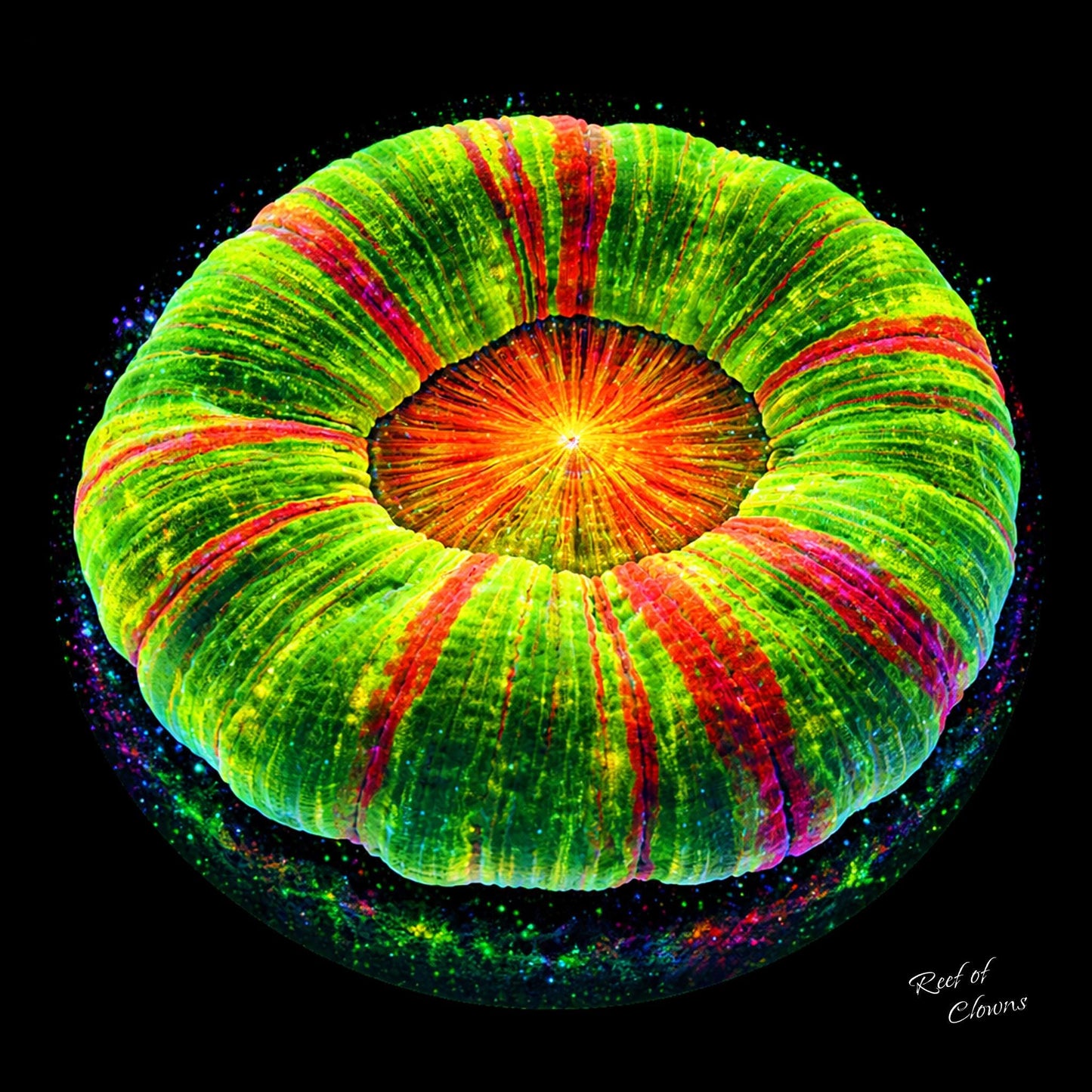 Bleeding Apple Scoly