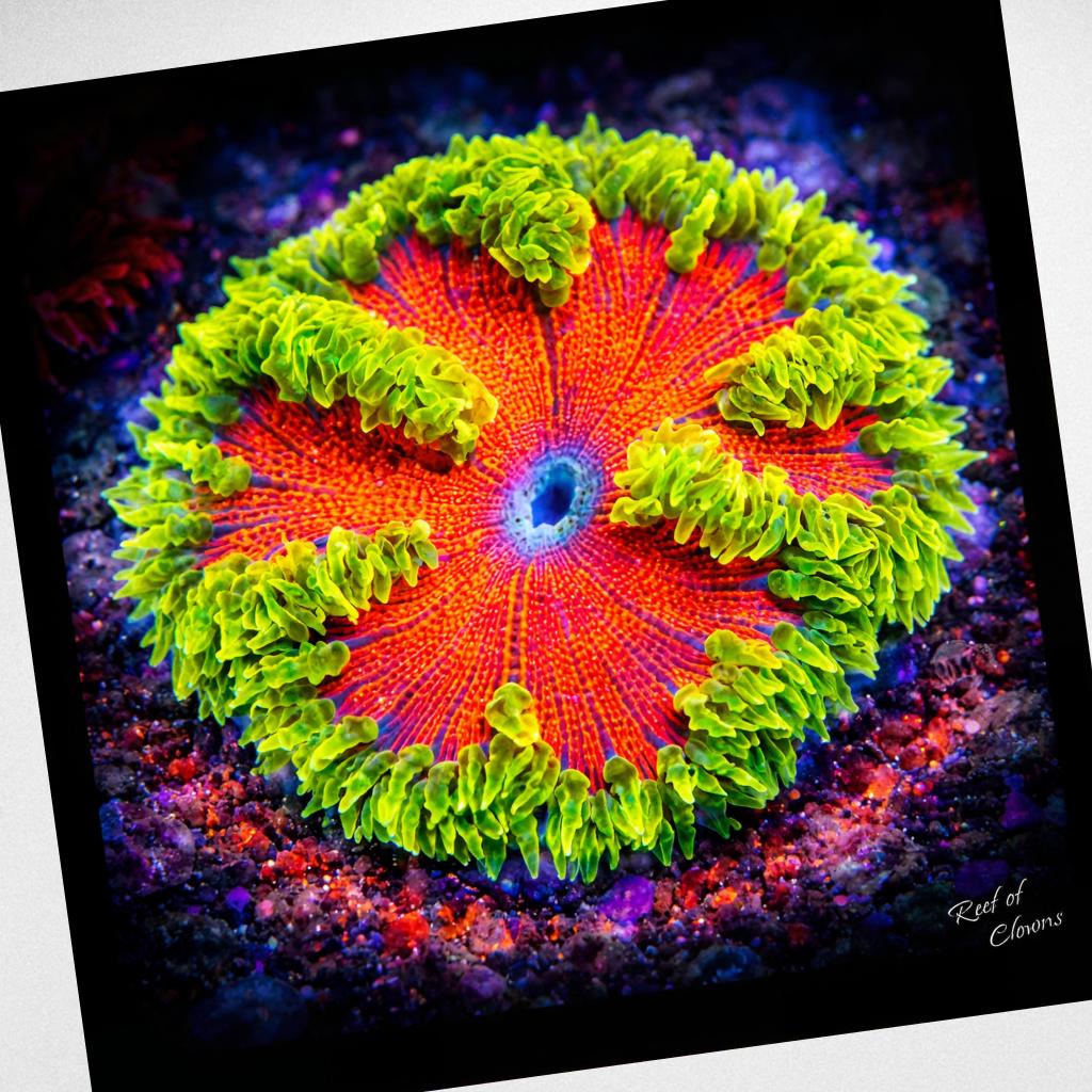 Rockflower Anemone