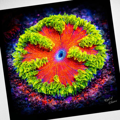 Rockflower Anemone