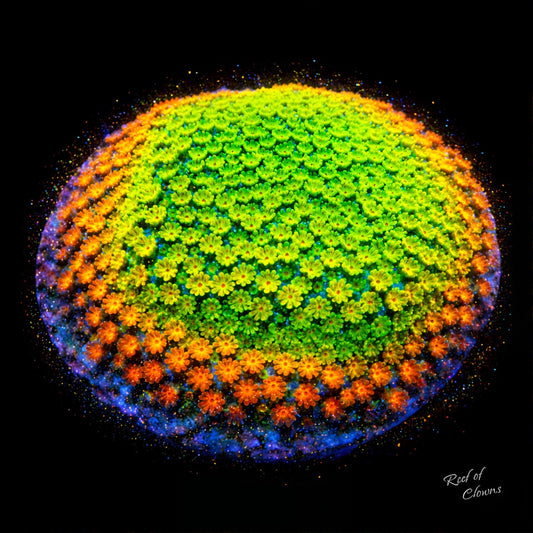 Rainbow Montipora Coral