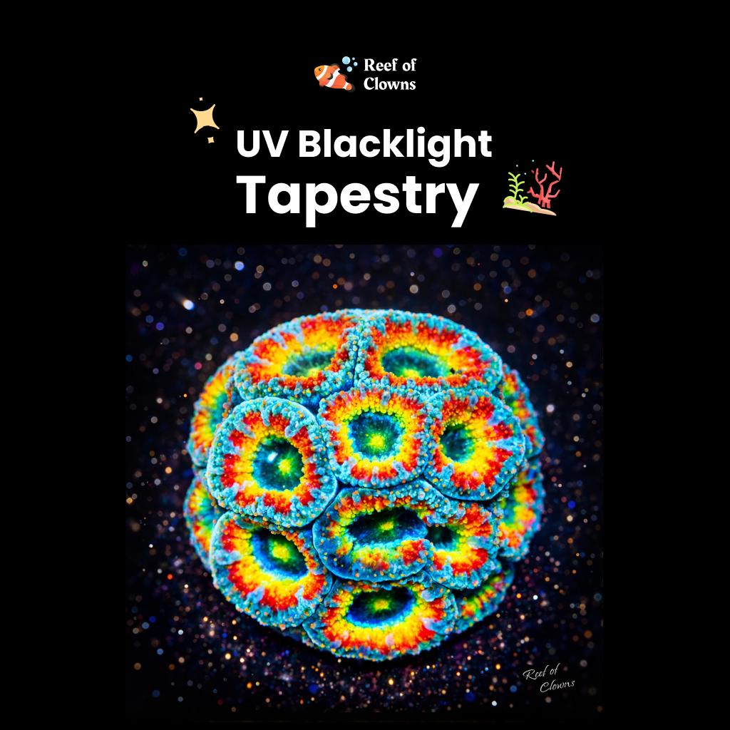 TSA Freakshow Acan Coral