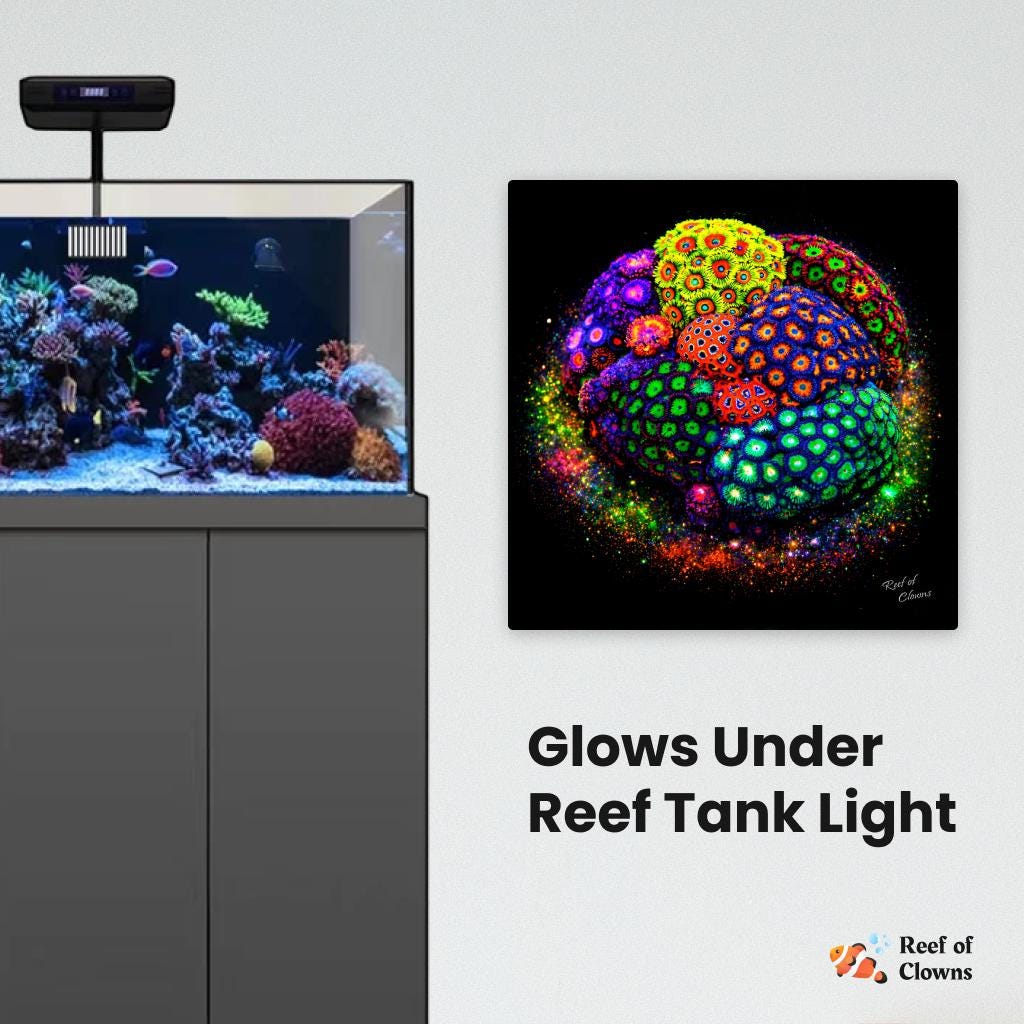 Zoanthid Coral Colony