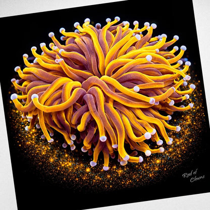 24K Gold Torch Coral