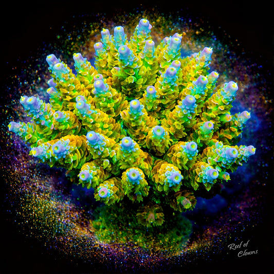 Homewrecker Acropora Coral
