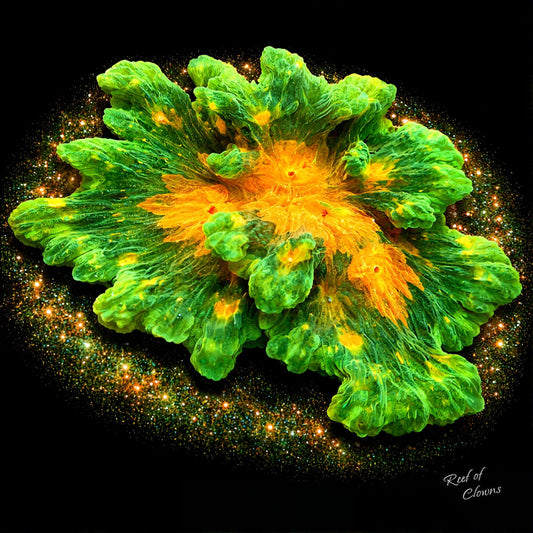 Space Invader Pectinia Coral