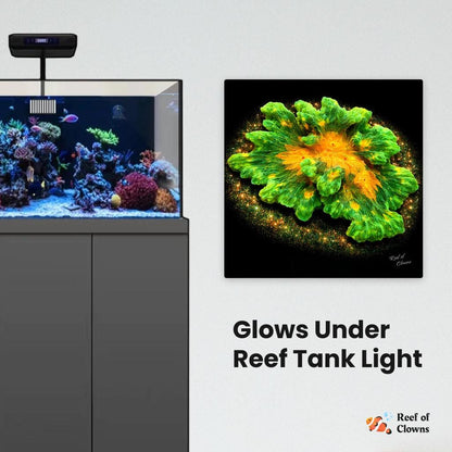 Space Invader Pectinia Coral