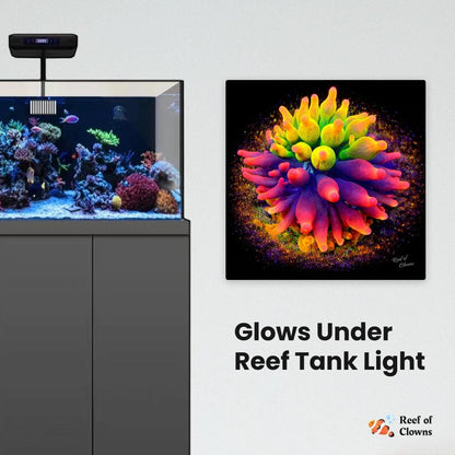 Nexus Bubbletip Anemone