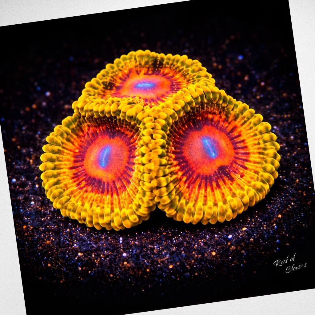 Grandmaster Kraktoa Zoanthid