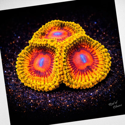 Grandmaster Kraktoa Zoanthid