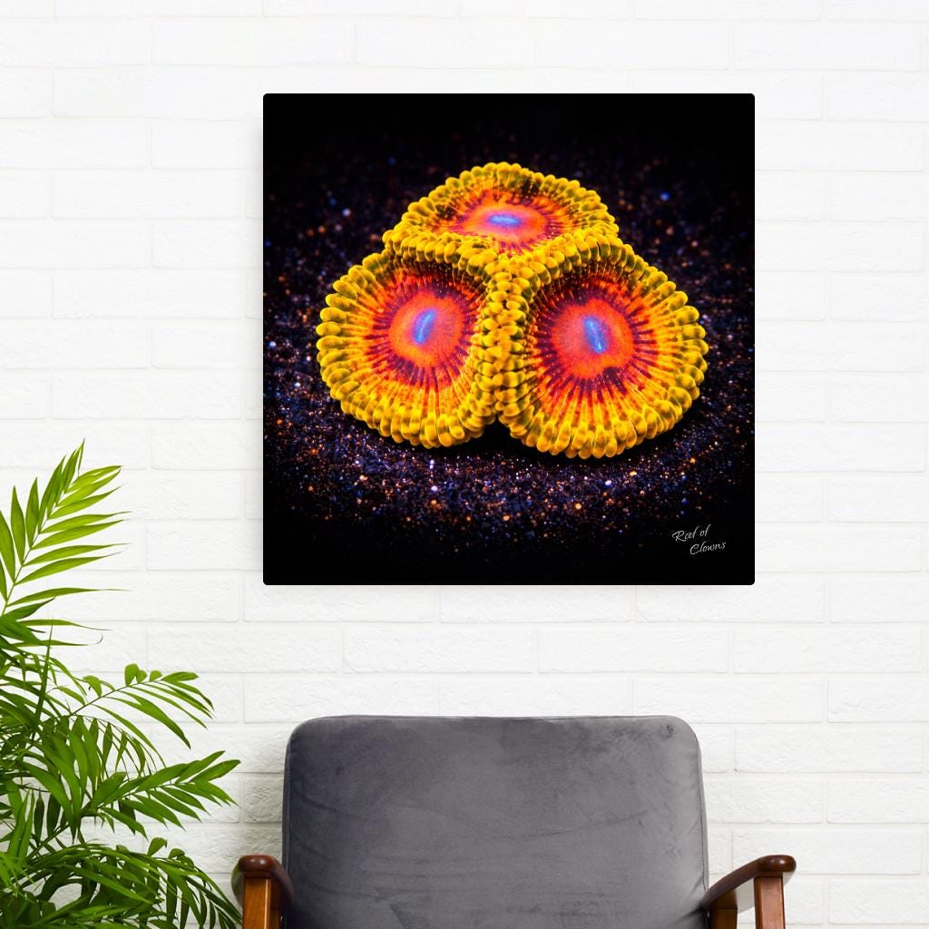 Grandmaster Kraktoa Zoanthid