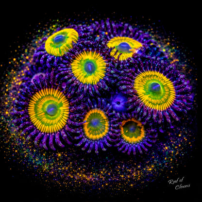 Sunny D Zoanthid Coral