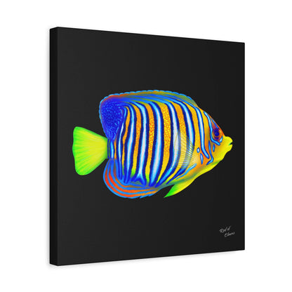 Regal Angelfish Canvas Wall Art