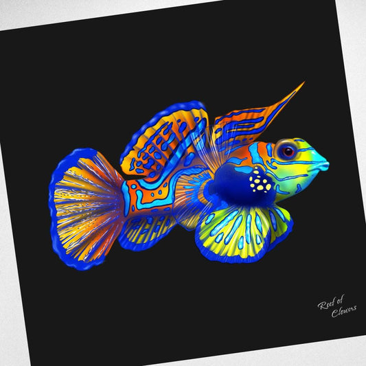 Mandarin Goby Canvas Wall Art