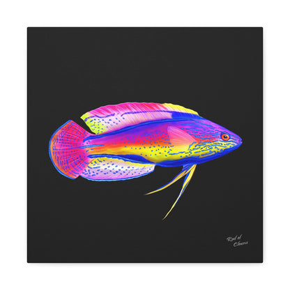 Super Male Lineatus Wrasse Canvas Wall Art