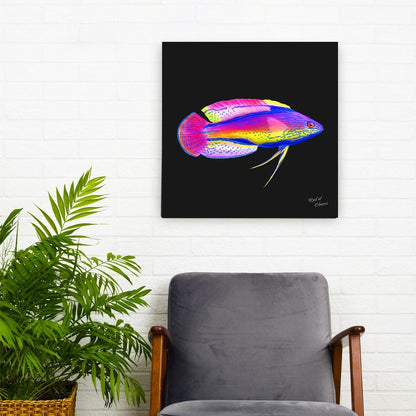 Super Male Lineatus Wrasse Canvas Wall Art
