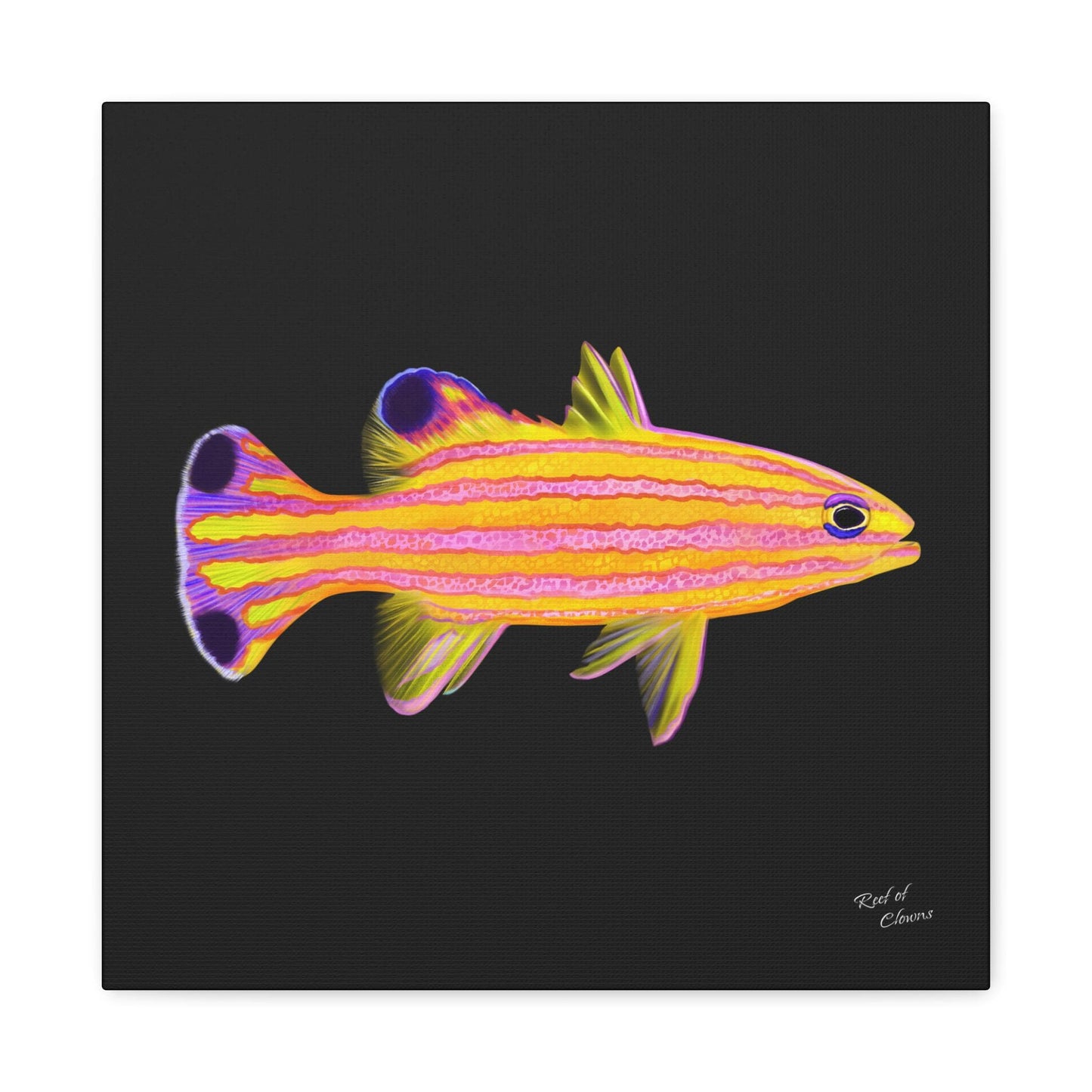 Candy Basslet Canvas Wall Art