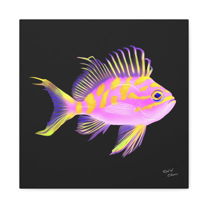 Borbonius Blotched Anthias Canvas Wall Art