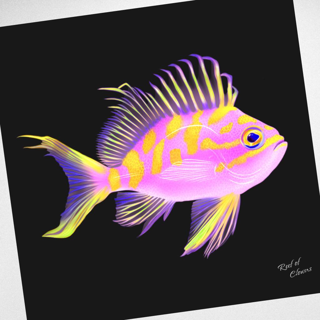 Borbonius Blotched Anthias Canvas Wall Art