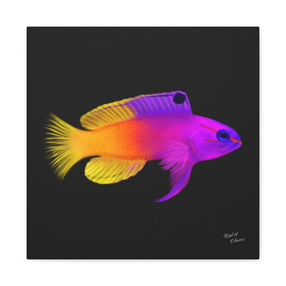 Royal Gramma Canvas Wall Art