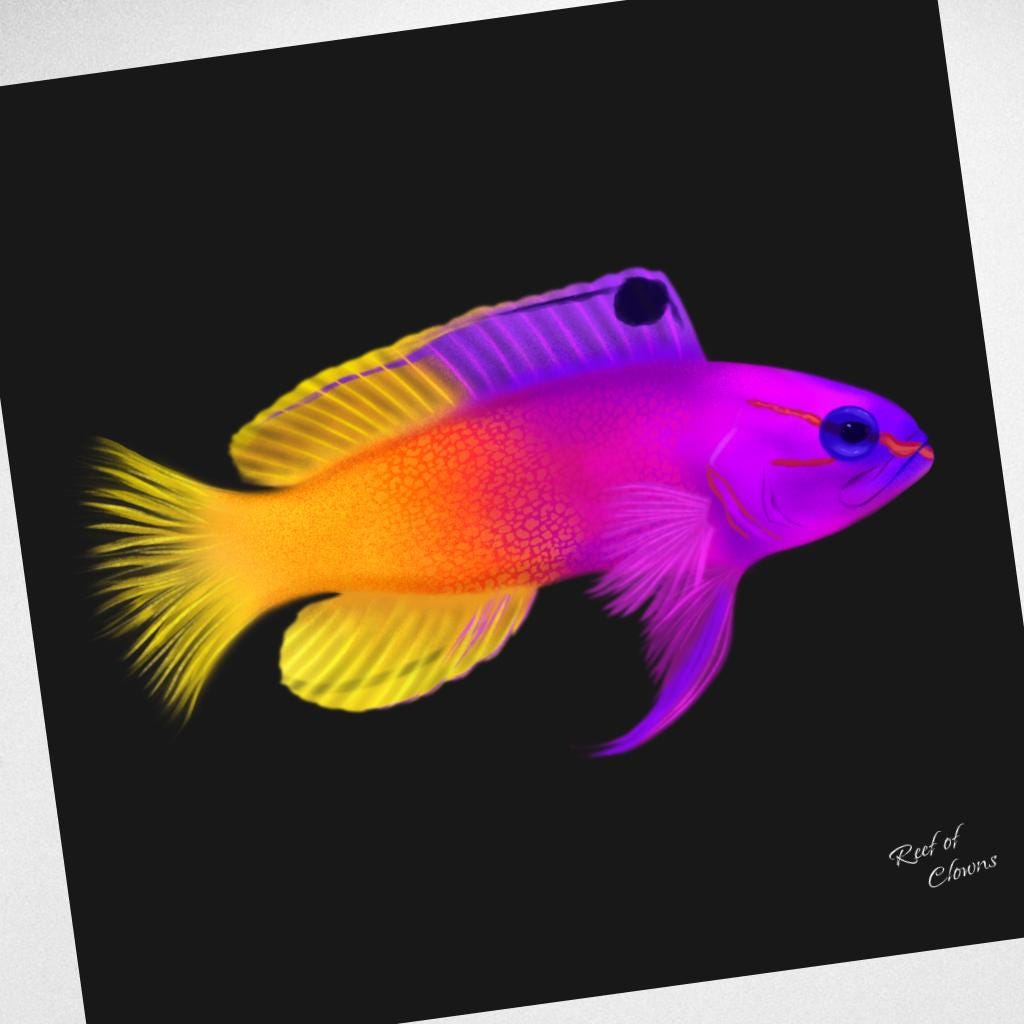 Royal Gramma Canvas Wall Art