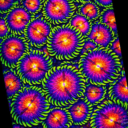 WWC Mambo Jambo Zoanthid