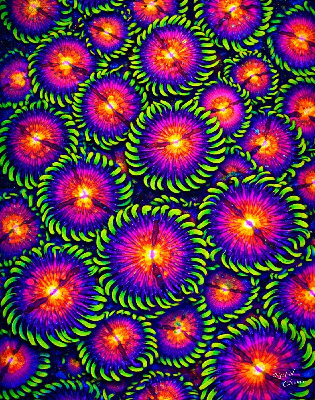 WWC Mambo Jambo Zoanthid