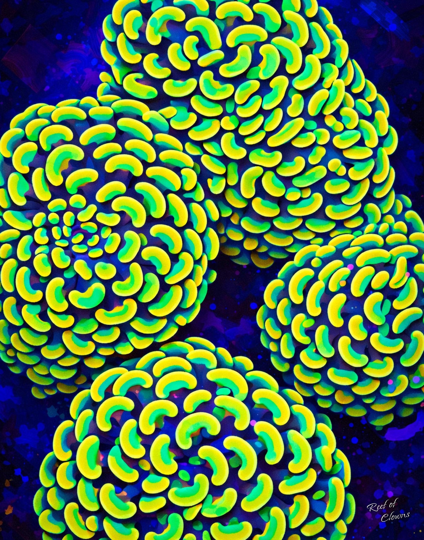 Hammer Coral Colony