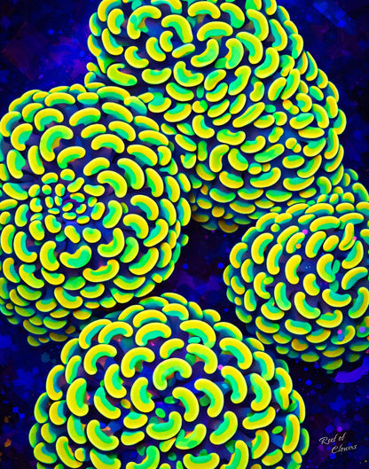 Hammer Coral Colony
