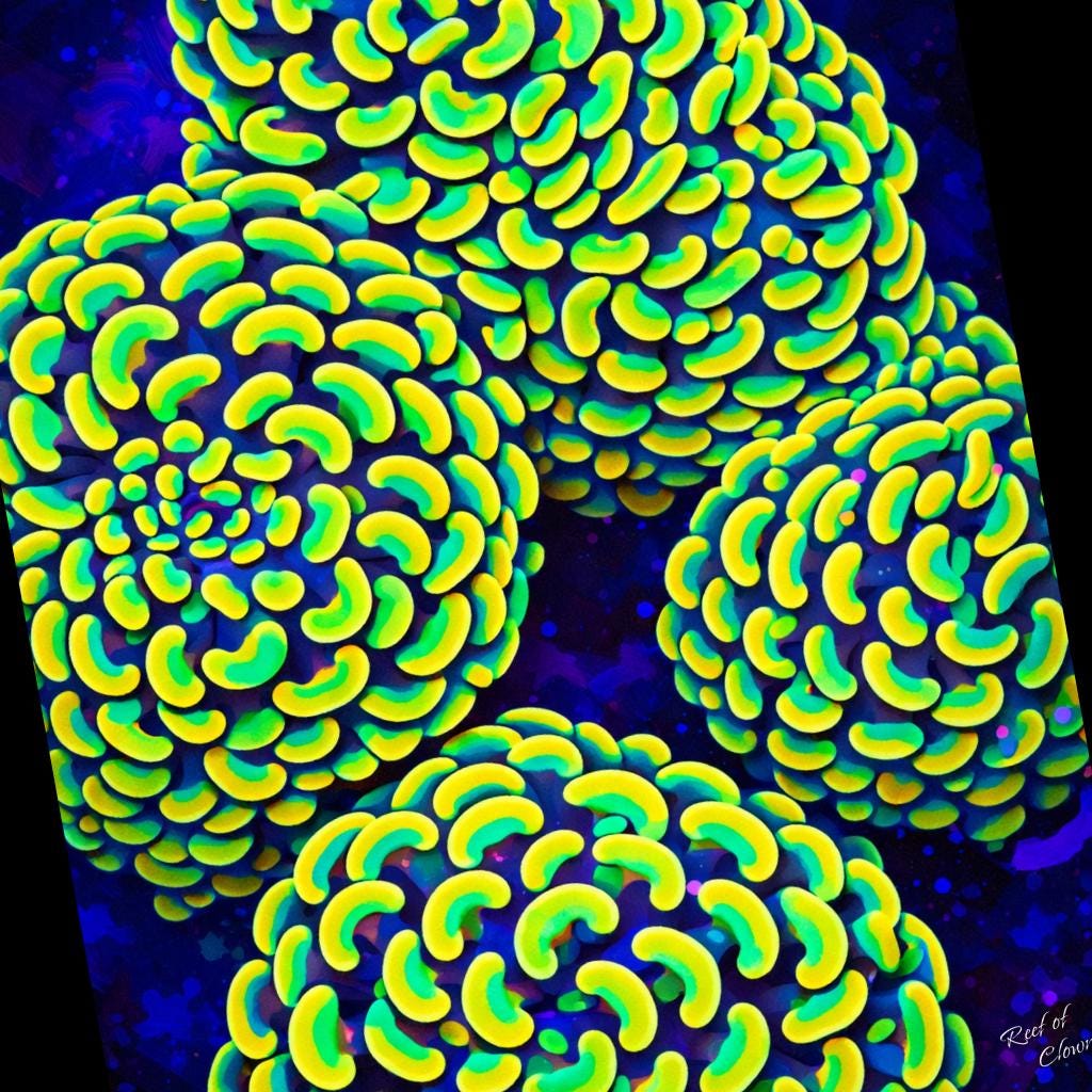 Hammer Coral Colony