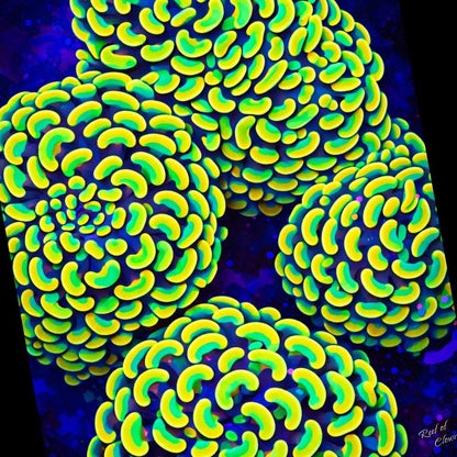 Hammer Coral Colony