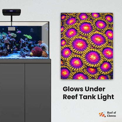 Vivid Nightmare Zoanthids