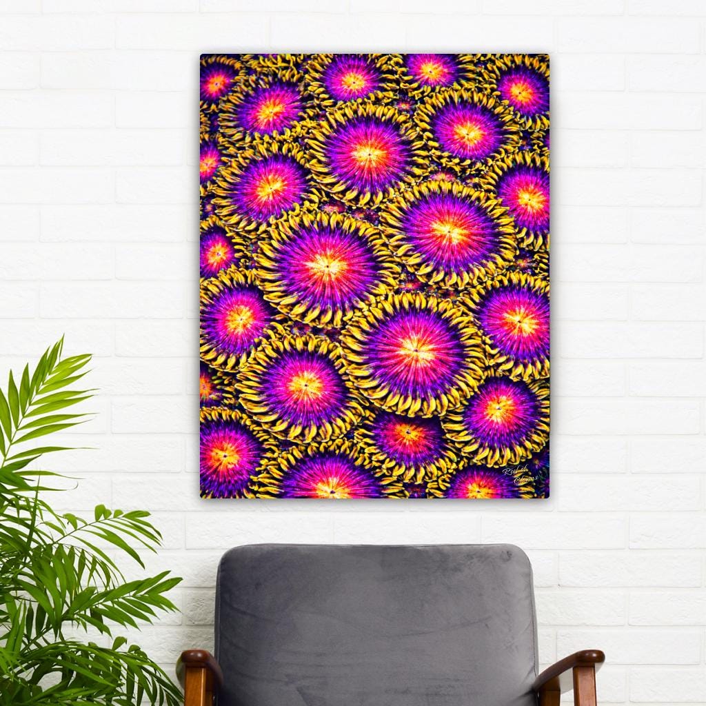 Vivid Nightmare Zoanthids