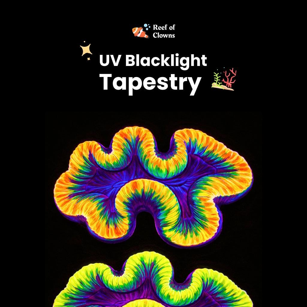 Two Trachyphilla Corals