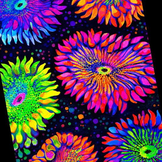 Rockflower Anemone Garden