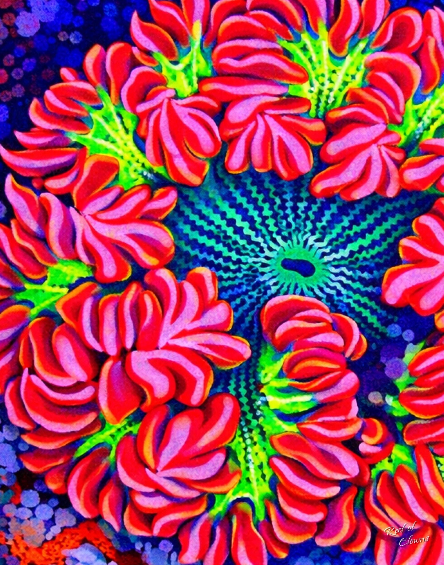 Ultra Rockflower Anemone