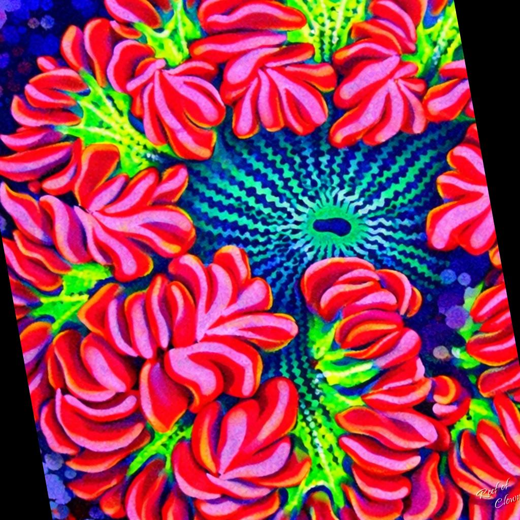 Ultra Rockflower Anemone