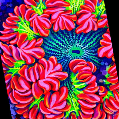 Ultra Rockflower Anemone
