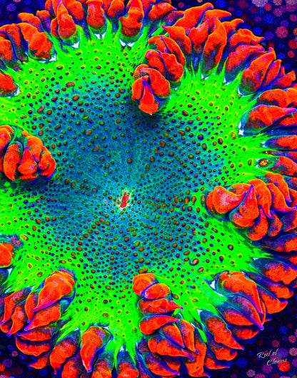 Vibrant Rockflower Anemone