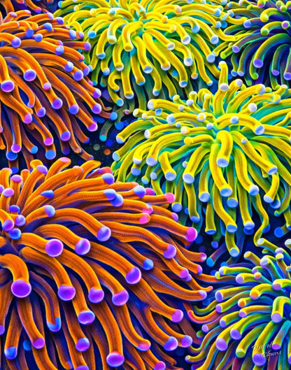 Torch Coral Garden
