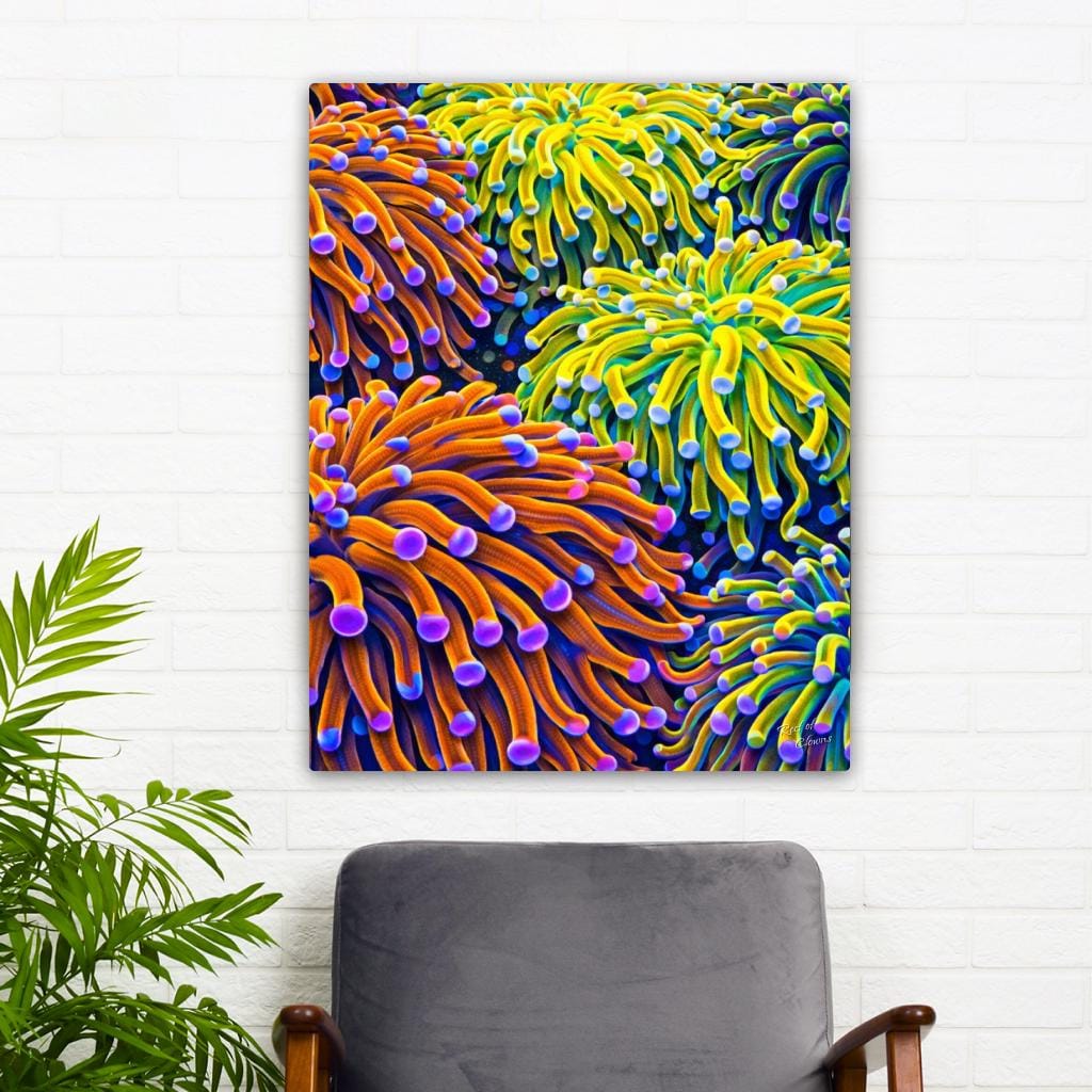 Torch Coral Garden