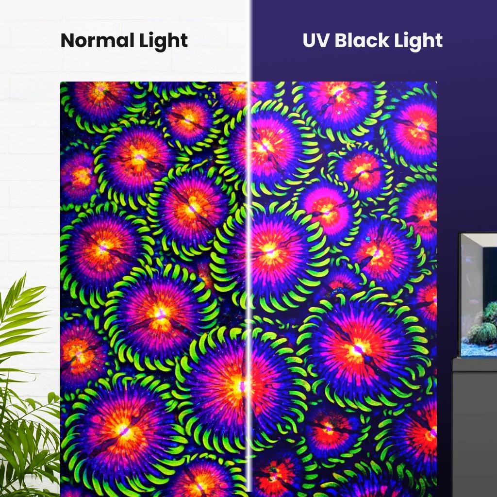 WWC Mambo Jambo Zoanthid