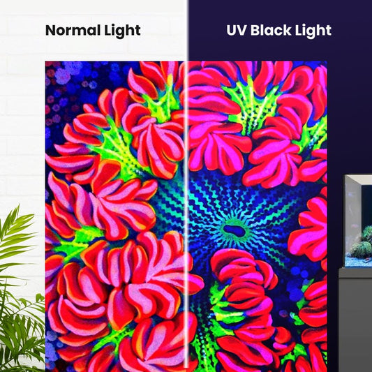 Ultra Rockflower Anemone