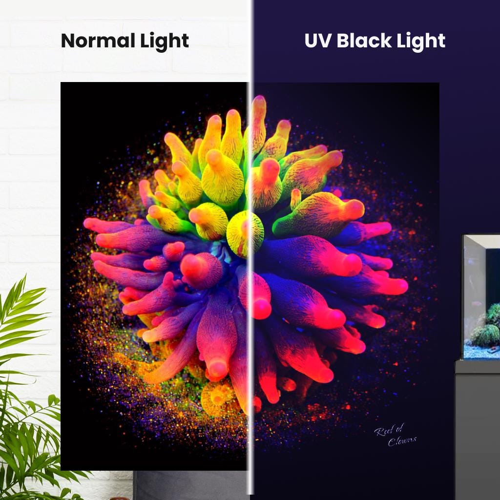 Nexus Bubbletip Anemone