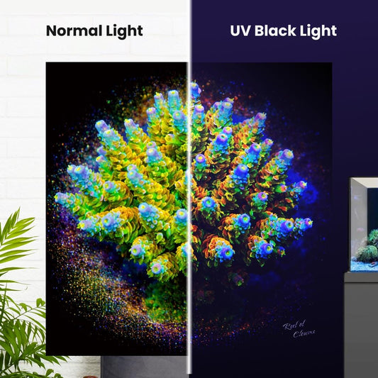 Homewrecker Acropora Coral