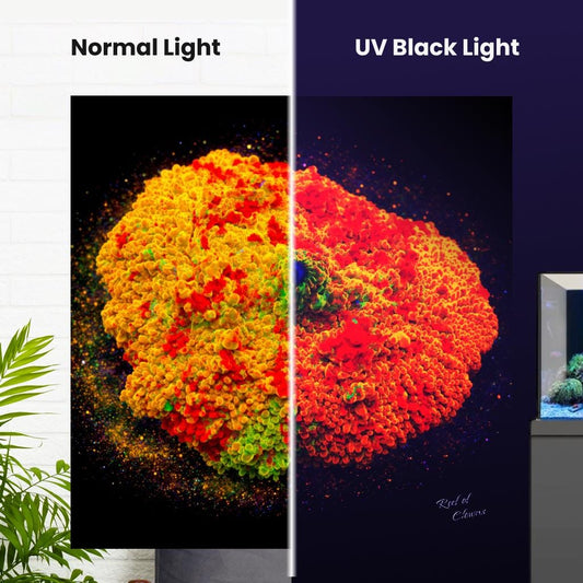 Jawbraker Mushroom Coral