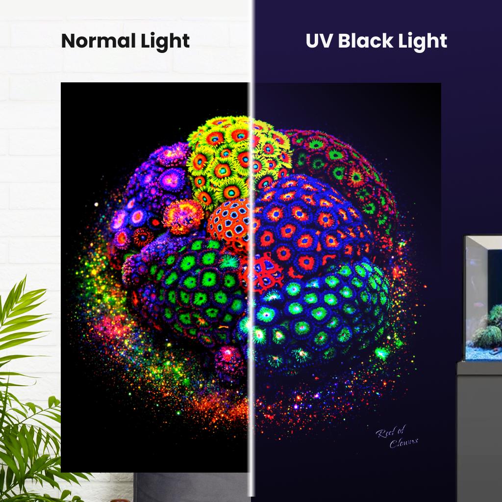 Zoanthid Coral Colony