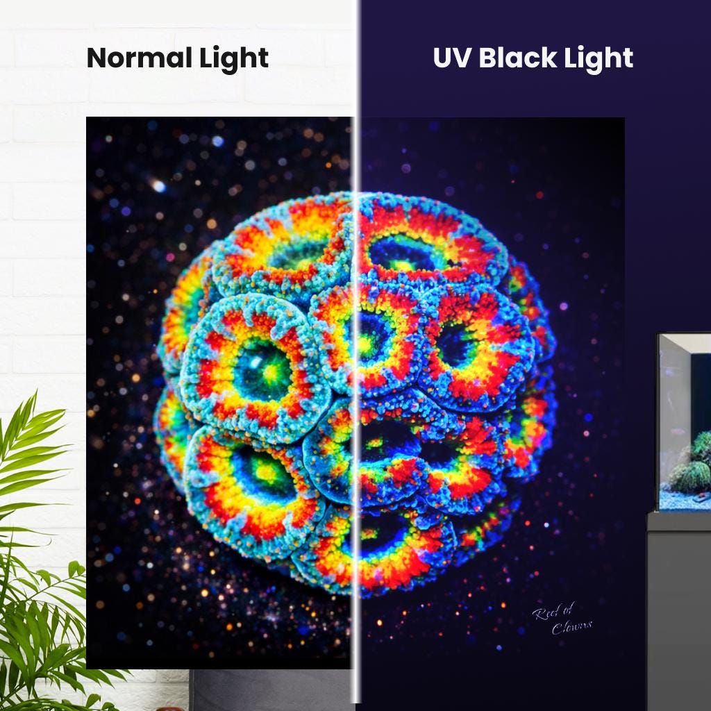 TSA Freakshow Acan Coral