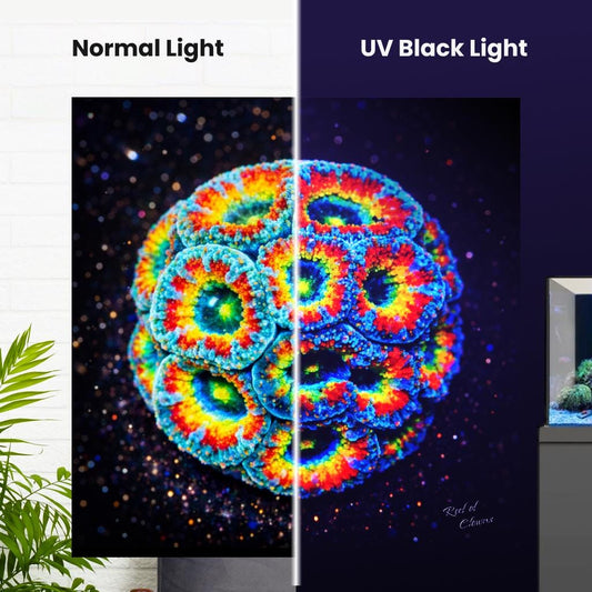 TSA Freakshow Acan Coral