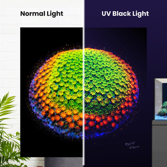 Rainbow Montipora Coral